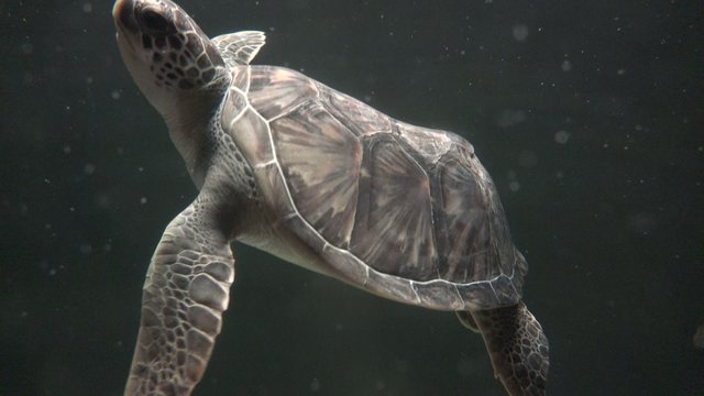 Turtles, Tortoises, Reptiles, Animals, Wildlife