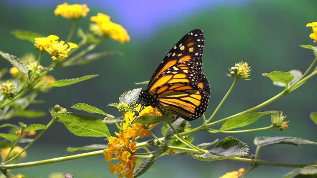 Butterfly, Butterflies, Insects, Flowers