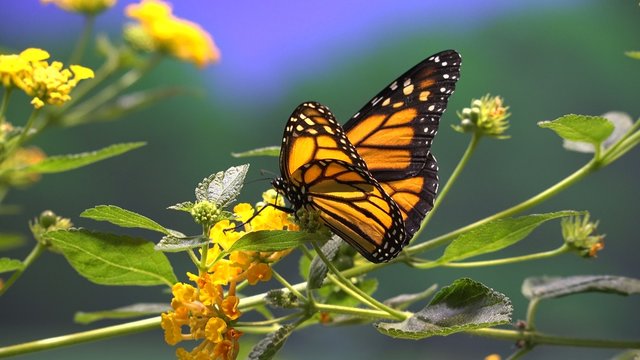 Orange and Black Butterfly