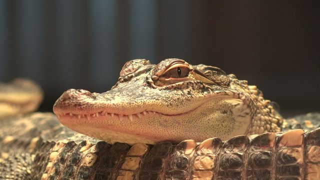 Crocodiles, Alligators, Reptiles, Wild Animals