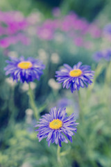 Autumn garden - Aster flowers in the garden