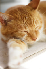 眠る茶猫