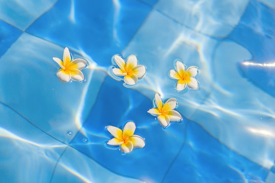 Fototapeta Beautiful frangipani flowers in water