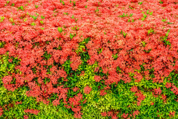 Red Ixora coccinea is a species of flowering plant