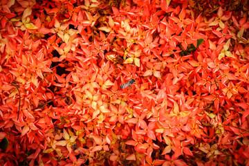 A bee and Red Ixora coccinea flowers