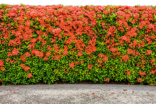 Red Ixora coccinea hedge is a species of flowering plant