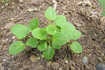 タチアオイの新芽