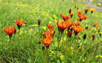 Orange wildflowers field