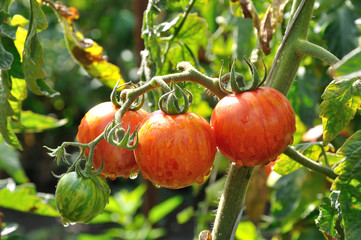 Branch of striped tomatoes