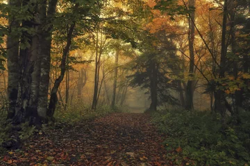 Fototapete Herbst Path of Fall