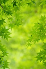 新緑の葉