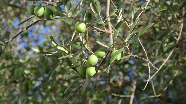 Olive Berries on the Branch Tree, closeup