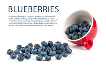 blueberry isolated