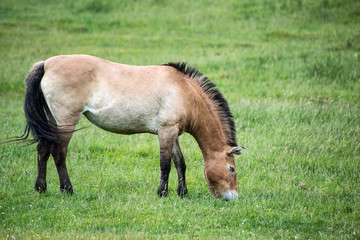 Naklejka na ściany i meble Przewaski horse equus ferus przwealski in captivity