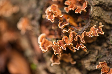 Autumn fungus on dead fallen tree