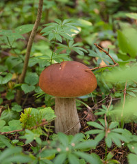 Mushroom