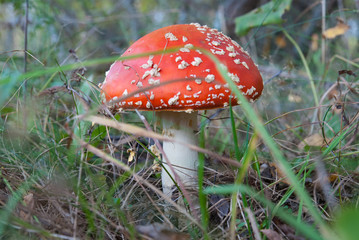 Mushroom