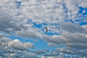 Cielo con gabbiano