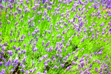 Field of lavender flowers field