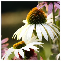 Echinacea Sonnenhut