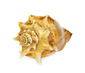 sea shell isolated on white background