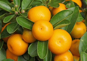 calamondin