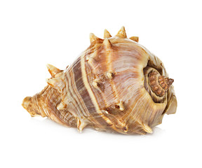 sea shell isolated on white background