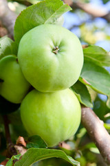 green apples
