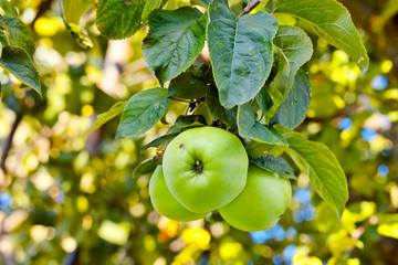 green apples