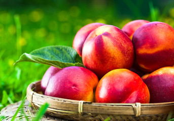 ripe nectarines