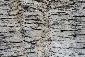 Patterns, coconut