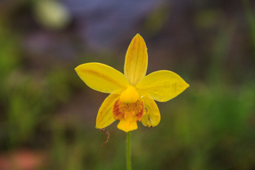 Spathoglottis lobbii Lindl flower