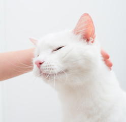 Child hand stroking head of white cat.