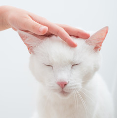 Child hand stroking head of white cat.