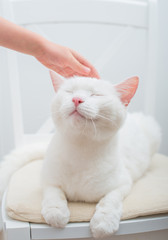 Child hand stroking head of white cat.