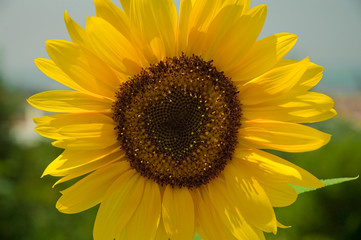Obraz premium girasole