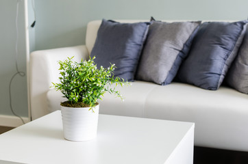 plants in white vase on white table with sofa