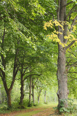 Fototapeta premium Linden parkway, early autumn scene