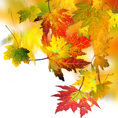 Goldener Herbst: Fallende, bunte Blätter :)