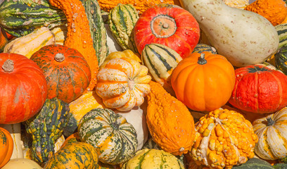 Colorful pumpkins