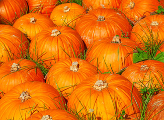 Colorful pumpkins