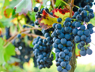 Blaue Trauben in der Pfalz :)