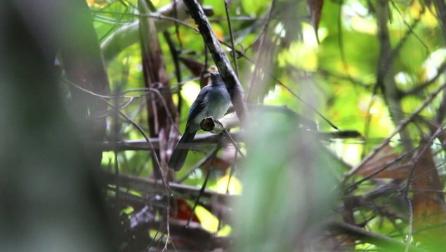 Mindanao blue fantail (Rhipidura superciliaris) in Mindanao
