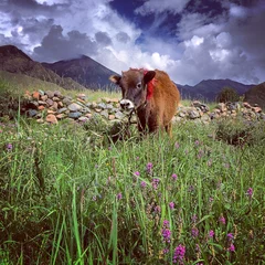 Tuinposter 牛 © steven-lw