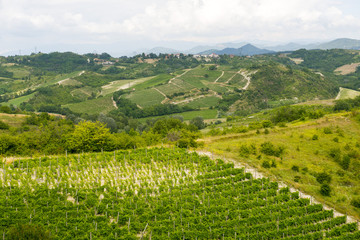 Fototapeta na wymiar Summer landscape in Monferrato (Italy)