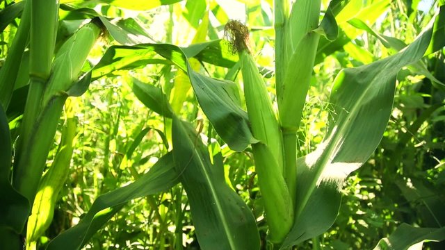 corn in the rays of light