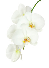 Obraz na płótnie Canvas Seven day old white orchid isolated on white background.