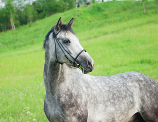 Plakat portrait of grey horse in the green field