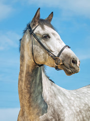 portrait of grey horse in bridle at blue sky background