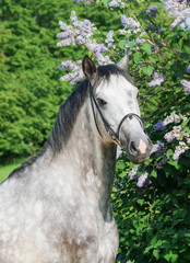 portrait of grey horse near flower